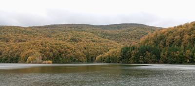 Selva de Irati